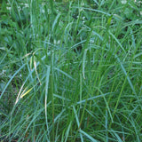 Perennial Ryegrass
